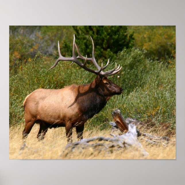 Poster Bull Elk (Frente)