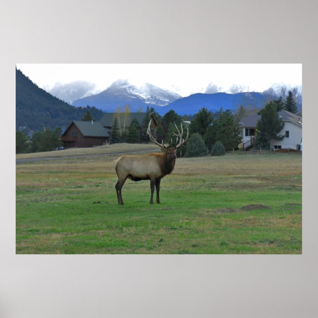 Poster Bull Elk (Frente)