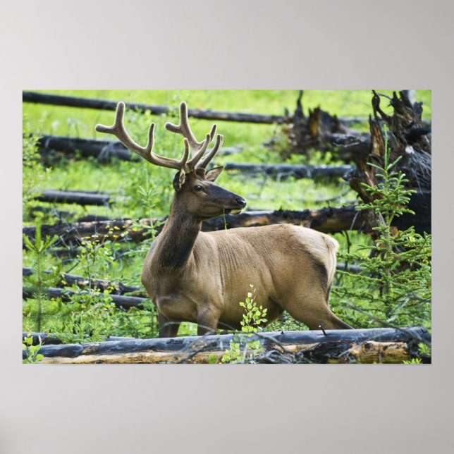 Poster Bull Elk (Frente)