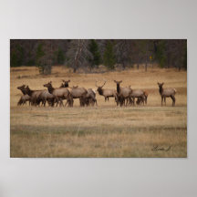Bull Elk e seu Hamer Colorado USA Canvas Print