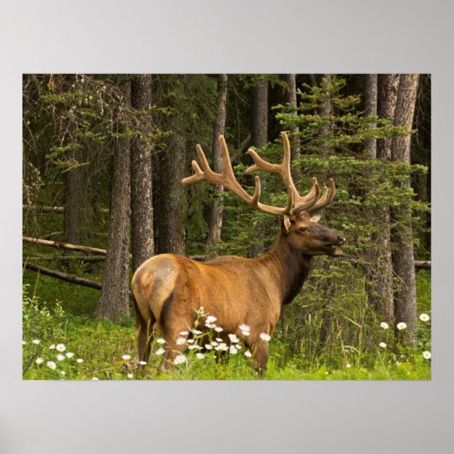 Poster Bull Elk em Velvet, Canadá (Frente)
