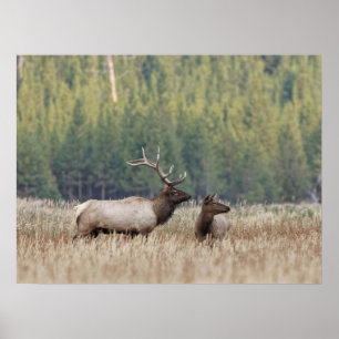 Poster Bull Elk in Meadow Yellowstone National Park