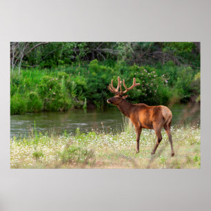 Póster Bull Elk in the National Bison Range, Montana 2
