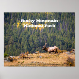 Poster Bull Elk no Rocky Mountain National Park Foto