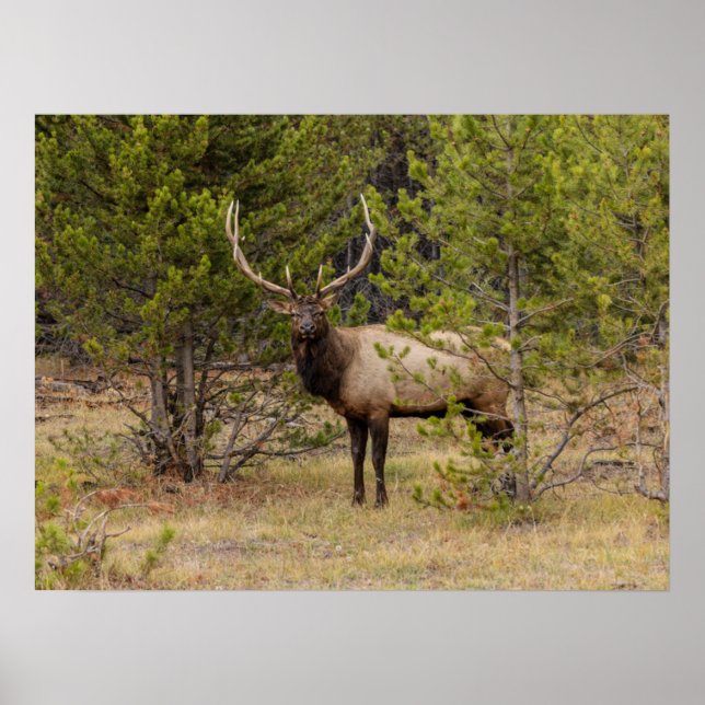 Poster Bull Elk | Parque Nacional de Yellowstone (Frente)