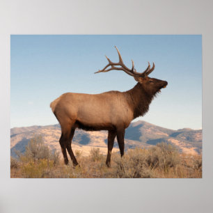 Poster Bull Elk perto de Mammoth   Wyoming