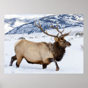 Poster Bull Elk Wyoming