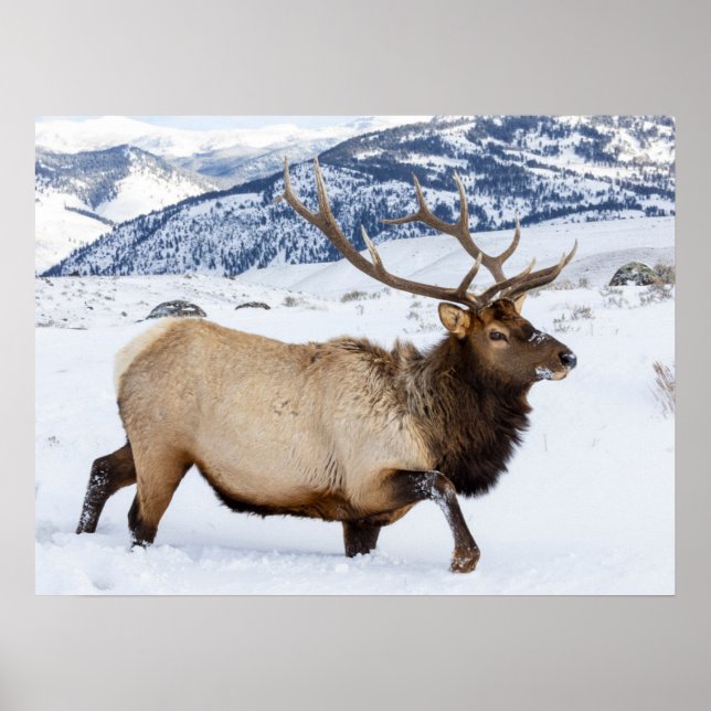 Poster Bull Elk | Wyoming (Frente)