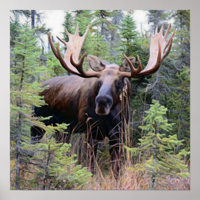 Poster Bull Moose (Frente)