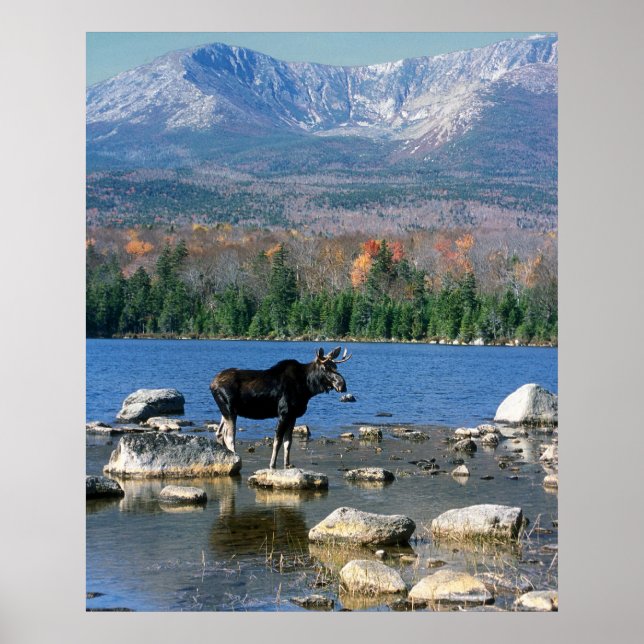 Póster Bull Moose e Monte Katahdin (Frente)