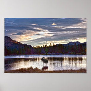 Poster Bull Moose em Sprague Lake, Colorado