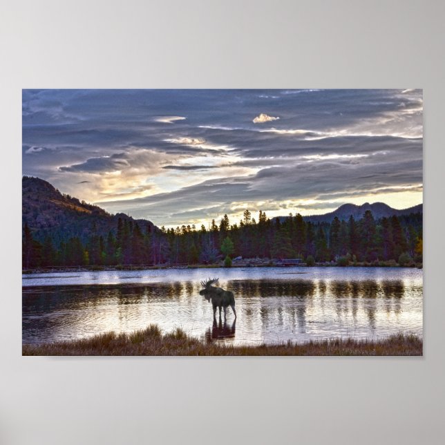 Poster Bull Moose em Sprague Lake, Colorado (Frente)