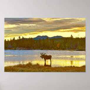Poster Bull Moose em Sprague Lake, Colorado, Sunrise