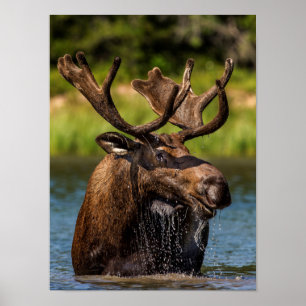 Póster Bull moose feeding in Glacier National Park