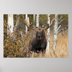 Poster Bull Moose Impressionante