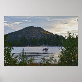 Poster Bull Moose, Sunrise, Sprague Lake, Colorado