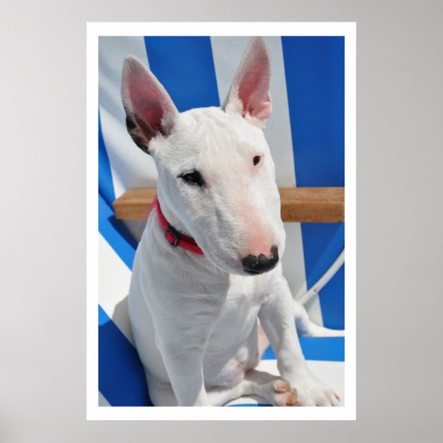 Poster Bull Terrier (Frente)