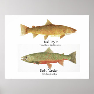 Poster Bull Trout e Dolly Varden