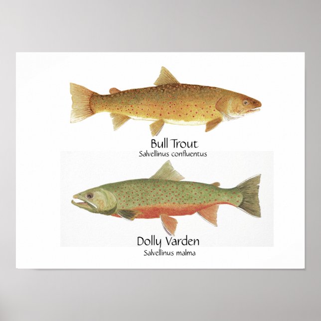 Poster Bull Trout e Dolly Varden (Frente)