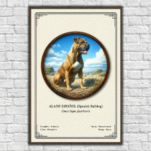 Poster Bulldog Espanhol (Alano Español) Série de Zoologia