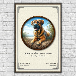 Poster Bulldog Espanhol (Alano Español) Série de Zoologia