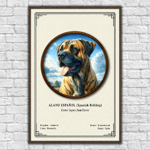 Poster Bulldog Espanhol (Alano Español) Série de Zoologia