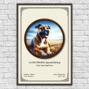 Poster Bulldog Espanhol (Alano Español) Série de Zoologia
