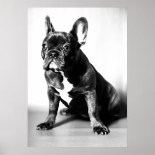 Poster Bulldog francês