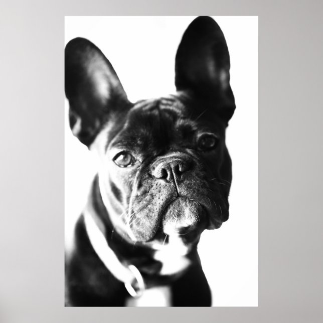 Poster Bulldogg franceses (Frente)