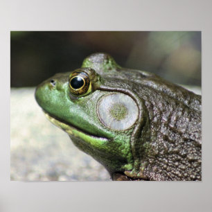Póster Bullfrog Thoughts Nature