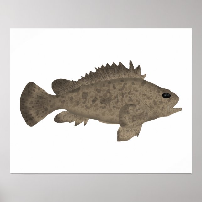 Poster Bullrout (Frente)