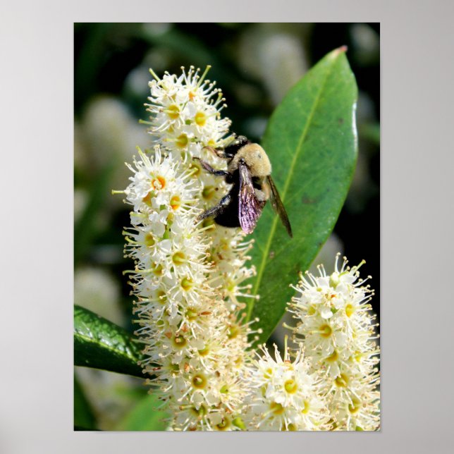 Póster Bumble Bee (Frente)