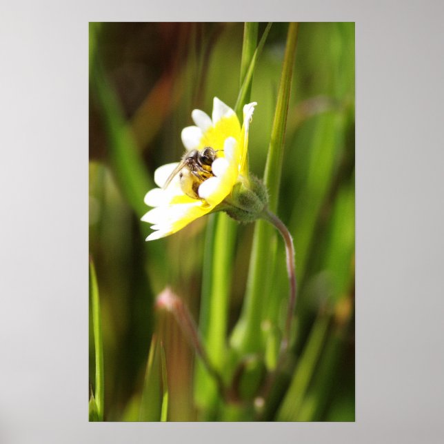 Póster Bumble Bee (Frente)