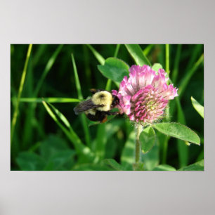 Póster Bumble Bee em Clover