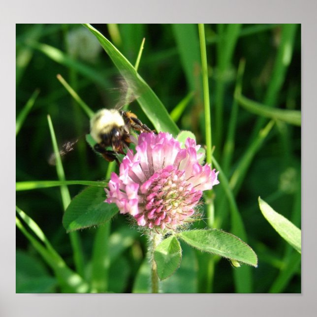 Póster Bumble Bee em Red Clover (Frente)