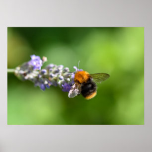 Poster Bumble Bee Em Uma Lavanda 
