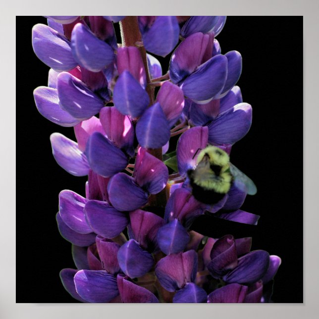 Poster Bumble Bee Na Flor De Lupina Selvagem Feche (Frente)