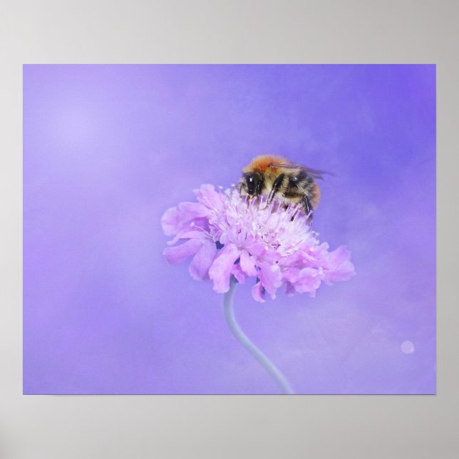 Poster Bumble Bee pregada em uma Flor Roxa (Frente)