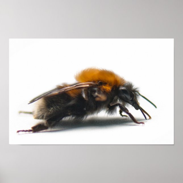 Póster Bumblebee (Frente)