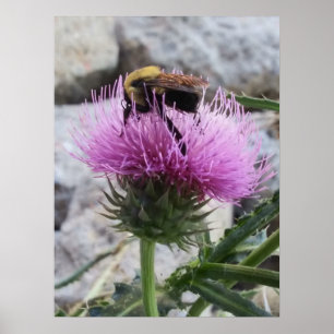 Poster Bumblebee colhendo uma flor de tristes roxas