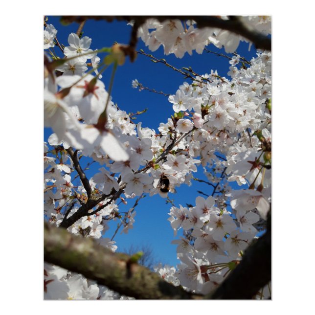 Póster Bumblebee no florescimento selvagem de cereja (Frente)