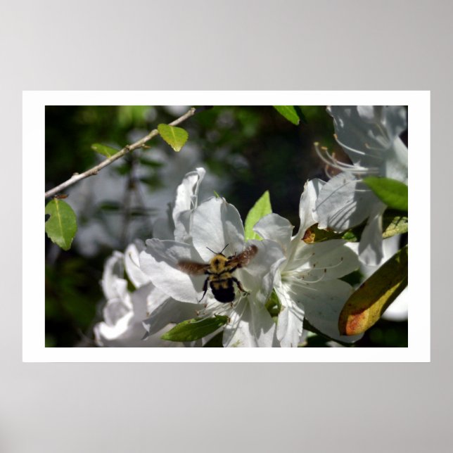 Póster Bumbling Bee (Frente)