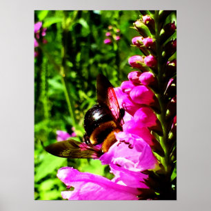 Póster Bumbum da abelha