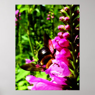 Póster Bumbum de abelhas