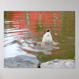 Poster Bumbum do pato