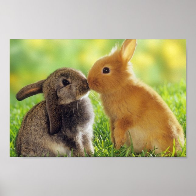 Poster Bunnies (Frente)