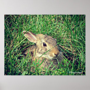 Póster Bunny
