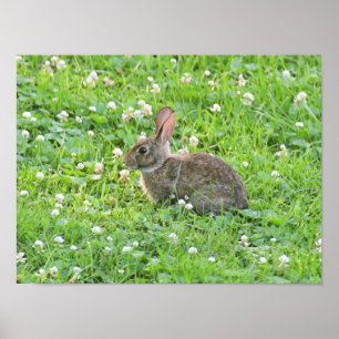 Poster Bunny e Clover*****