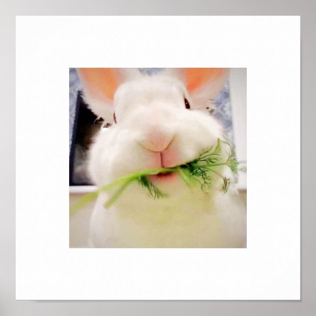 Poster Bunny Munching (Frente)