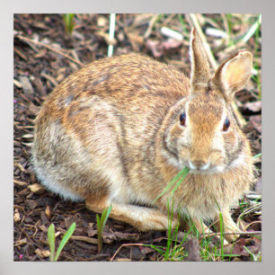 Poster Bunny Rabbit